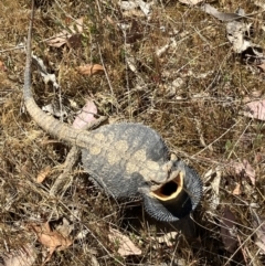 Pogona barbata at Belconnen, ACT - suppressed