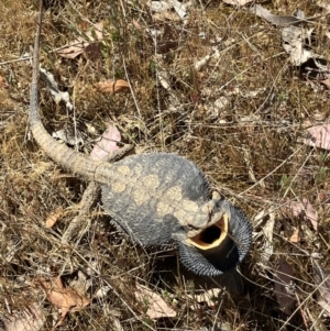 Pogona barbata at Belconnen, ACT - 18 Oct 2023