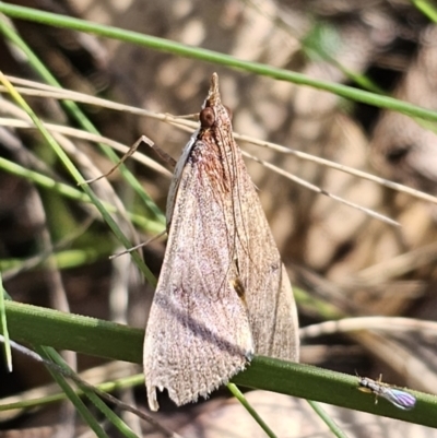 Uresiphita ornithopteralis (Tree Lucerne Moth) at Captains Flat, NSW - 18 Oct 2023 by Csteele4