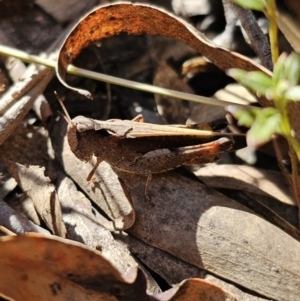 Cryptobothrus chrysophorus at Captains Flat, NSW - 18 Oct 2023