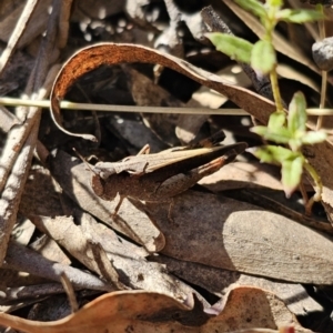 Cryptobothrus chrysophorus at Captains Flat, NSW - 18 Oct 2023