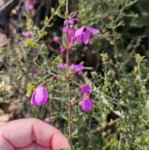 Tetratheca thymifolia at Captains Flat, NSW - 18 Oct 2023 05:27 PM