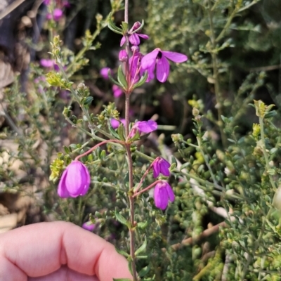 Tetratheca thymifolia (Black-eyed Susan) at Captains Flat, NSW - 18 Oct 2023 by Csteele4