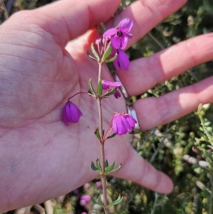 Tetratheca thymifolia at Captains Flat, NSW - 18 Oct 2023