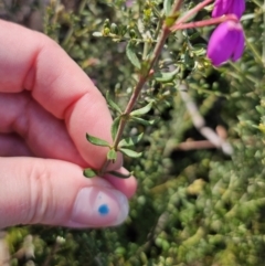 Tetratheca thymifolia at Captains Flat, NSW - 18 Oct 2023 05:27 PM