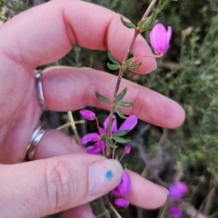 Tetratheca thymifolia at Captains Flat, NSW - 18 Oct 2023 05:27 PM