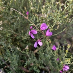 Tetratheca thymifolia at Captains Flat, NSW - 18 Oct 2023 05:27 PM