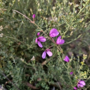 Tetratheca thymifolia at Captains Flat, NSW - 18 Oct 2023 05:27 PM