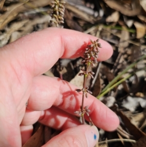 Lomandra multiflora at Captains Flat, NSW - 18 Oct 2023