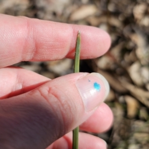 Lomandra multiflora at Captains Flat, NSW - 18 Oct 2023