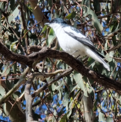 Lalage tricolor (White-winged Triller) at Kaleen, ACT - 18 Oct 2023 by MattY1