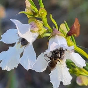 Prostanthera nivea at Jerrabomberra, ACT - 18 Oct 2023 05:56 PM