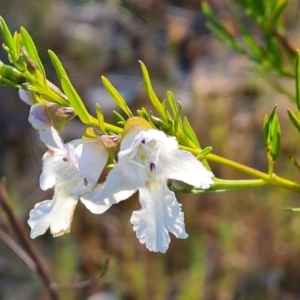 Prostanthera nivea at Jerrabomberra, ACT - 18 Oct 2023