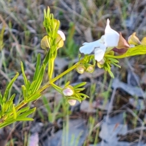 Prostanthera nivea at Jerrabomberra, ACT - 18 Oct 2023