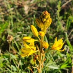 Bulbine bulbosa (Golden Lily) at Jerrabomberra, ACT - 18 Oct 2023 by Mike