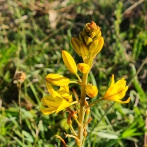 Bulbine bulbosa at Jerrabomberra, ACT - 18 Oct 2023 05:49 PM