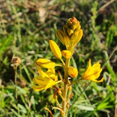 Bulbine bulbosa (Golden Lily) at Jerrabomberra, ACT - 18 Oct 2023 by Mike