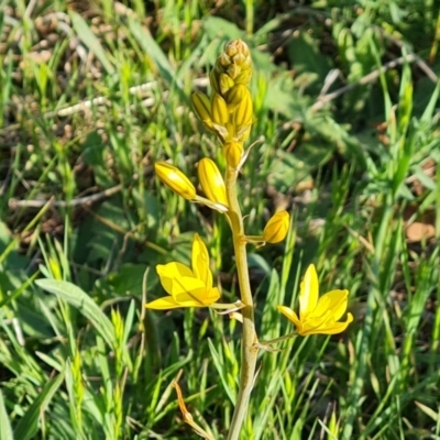 Bulbine bulbosa (Golden Lily) at Jerrabomberra, ACT - 18 Oct 2023 by Mike