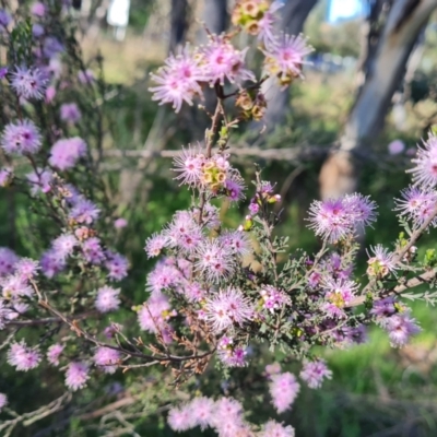 Kunzea parvifolia (Violet Kunzea) at Isaacs Ridge Offset Area - 18 Oct 2023 by Mike