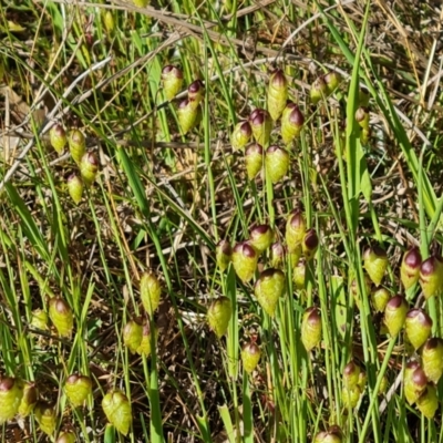 Briza maxima (Quaking Grass, Blowfly Grass) at Jerrabomberra, ACT - 18 Oct 2023 by Mike