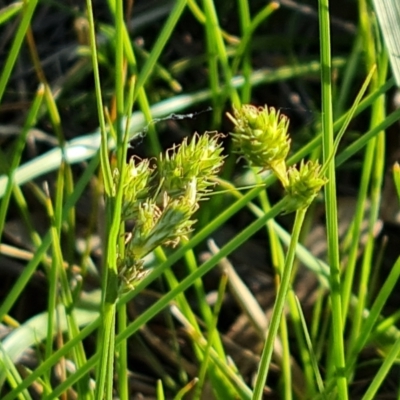 Carex inversa (Knob Sedge) at Isaacs Ridge - 18 Oct 2023 by Mike