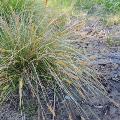 Carex appressa (Tall Sedge) at Jerrabomberra, ACT - 18 Oct 2023 by Mike