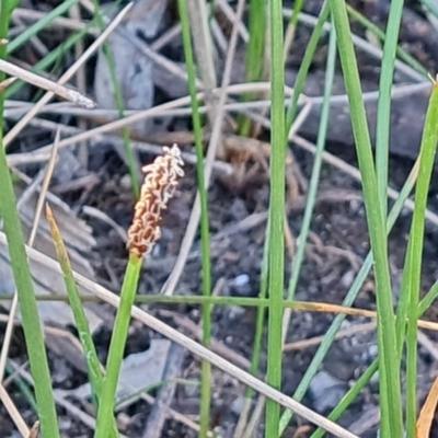 Eleocharis acuta (Common Spike-rush) at Isaacs Ridge - 18 Oct 2023 by Mike