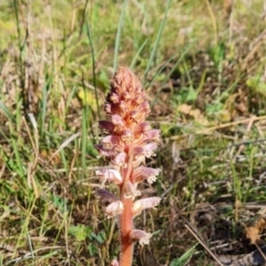 Orobanche minor (Broomrape) at Isaacs Ridge - 18 Oct 2023 by Mike