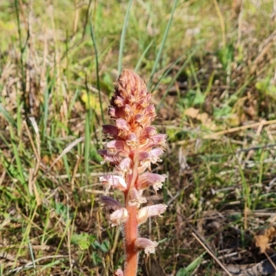 Orobanche minor (Broomrape) at Isaacs Ridge - 18 Oct 2023 by Mike