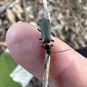 Chauliognathus lugubris at Kangaroo Valley, NSW - suppressed