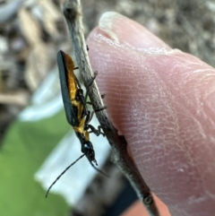 Chauliognathus lugubris at Kangaroo Valley, NSW - suppressed