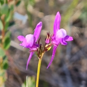 Linaria pelisseriana at Jerrabomberra, ACT - 18 Oct 2023