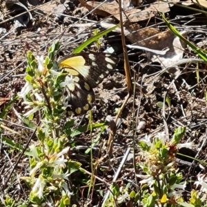 Belenois java at Jerrabomberra, ACT - 18 Oct 2023 04:31 PM