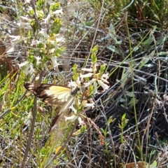 Belenois java at Jerrabomberra, ACT - 18 Oct 2023