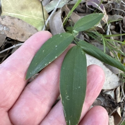 Eustrephus latifolius (Wombat Berry) at Kangaroo Valley, NSW - 18 Oct 2023 by lbradley