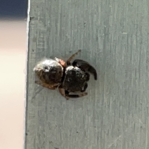 Simaethula sp. (genus) at Russell, ACT - 18 Oct 2023