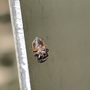 Simaethula sp. (genus) at Russell, ACT - 18 Oct 2023