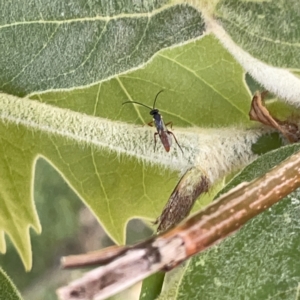 Ichneumonidae (family) at Russell, ACT - 18 Oct 2023 11:27 AM