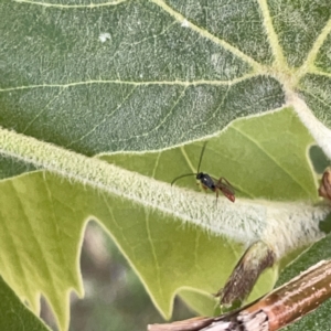 Ichneumonidae (family) at Russell, ACT - 18 Oct 2023 11:27 AM