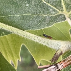 Ichneumonidae (family) at Russell, ACT - 18 Oct 2023