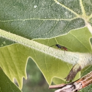 Ichneumonidae (family) at Russell, ACT - 18 Oct 2023 11:27 AM