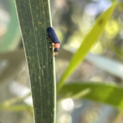 Chauliognathus sp. (genus) (Soldier beetle) at Russell, ACT - 18 Oct 2023 by Hejor1