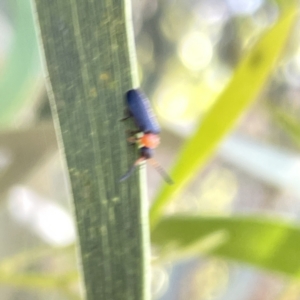 Chauliognathus sp. (genus) at Russell, ACT - 18 Oct 2023