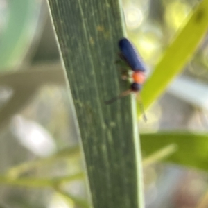 Chauliognathus sp. (genus) at Russell, ACT - 18 Oct 2023