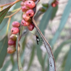 Braconidae (family) at Russell, ACT - 18 Oct 2023