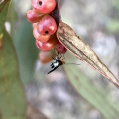 Braconidae (family) at Russell, ACT - 18 Oct 2023