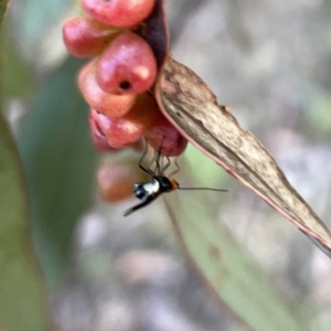 Braconidae (family) at Russell, ACT - 18 Oct 2023