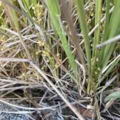 Lomandra filiformis subsp. coriacea (Wattle Matrush) at Mount Painter - 18 Oct 2023 by lyndallh