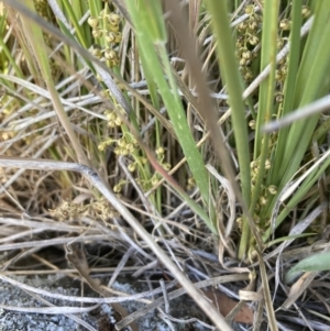 Lomandra filiformis subsp. coriacea at Cook, ACT - 18 Oct 2023 05:42 PM