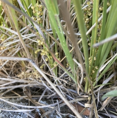 Lomandra filiformis subsp. coriacea (Wattle Matrush) at Mount Painter - 18 Oct 2023 by lyndallh